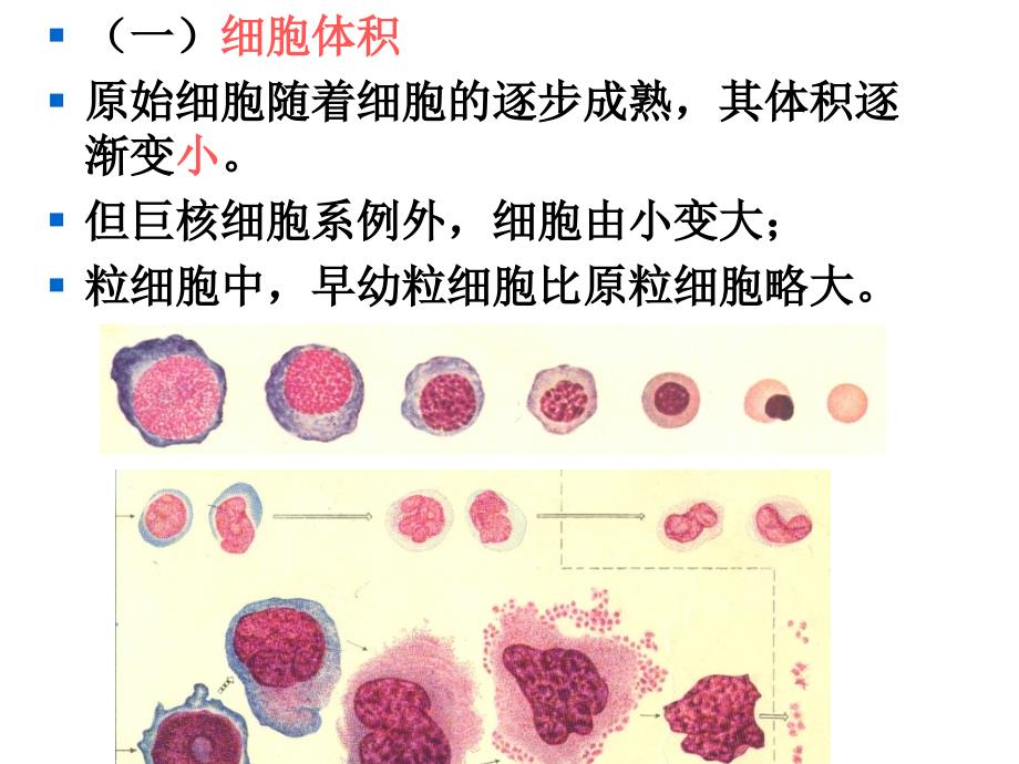 血细胞发育过程中的形态演变规律-2_第4页