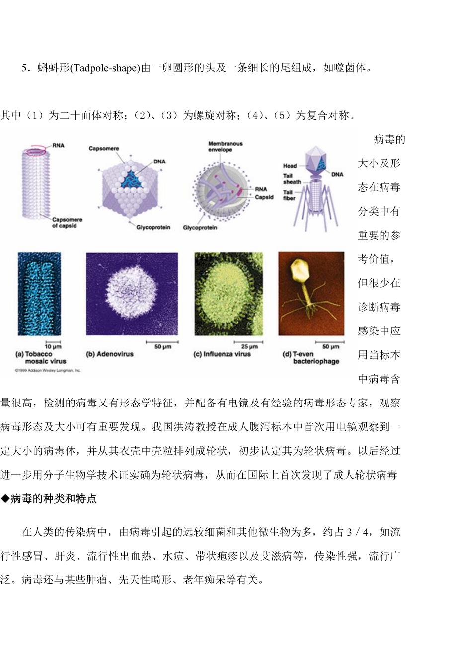 病毒(virus)基本知识_第3页