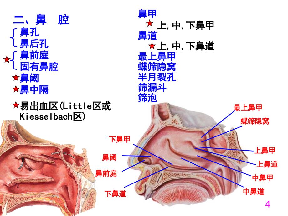 呼吸系统-程葆华1_第4页