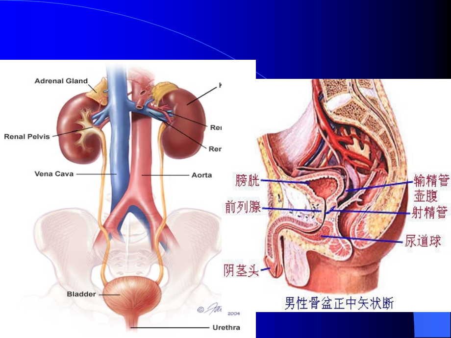 护士分层培训：泌尿系结石与护理ppt课件_第2页