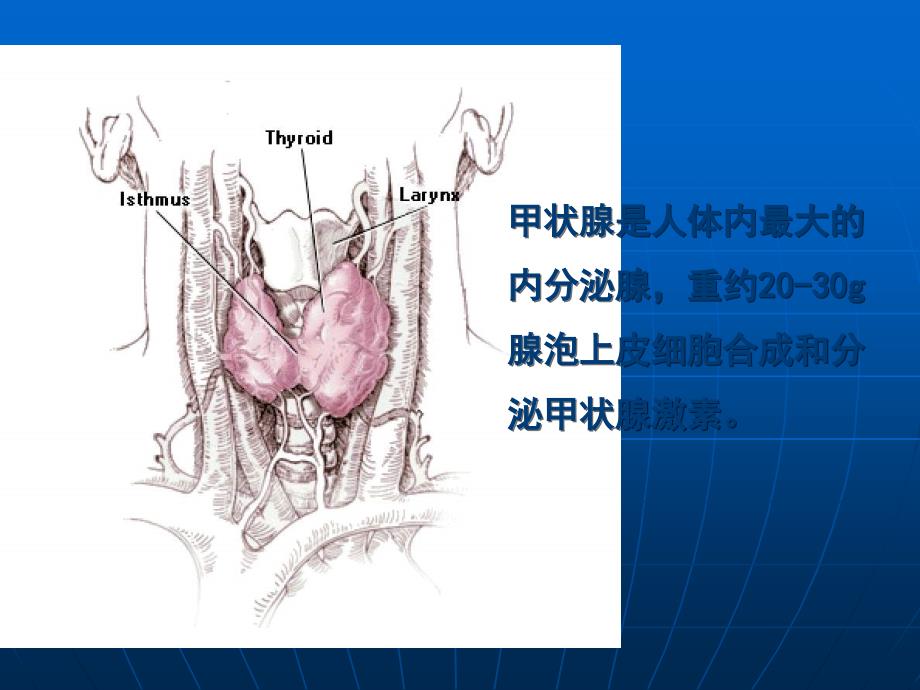 甲状腺及抗甲状腺素药ppt课件_第3页