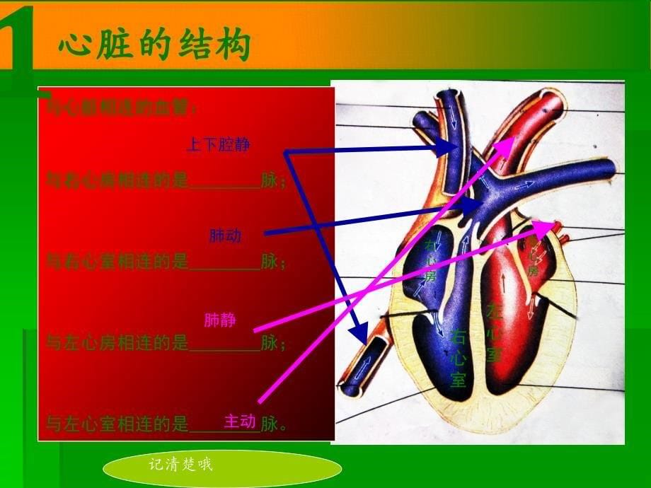 冠脉介入术ppt课件_第5页