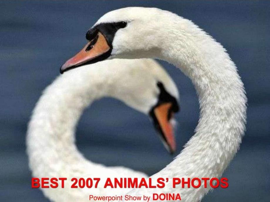 2007年最佳动物摄影ppt欣赏_第1页