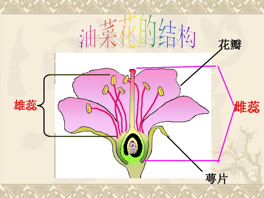 2.2 各种各样的花.ppt_第3页