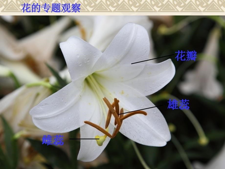 2.2 各种各样的花.ppt_第5页