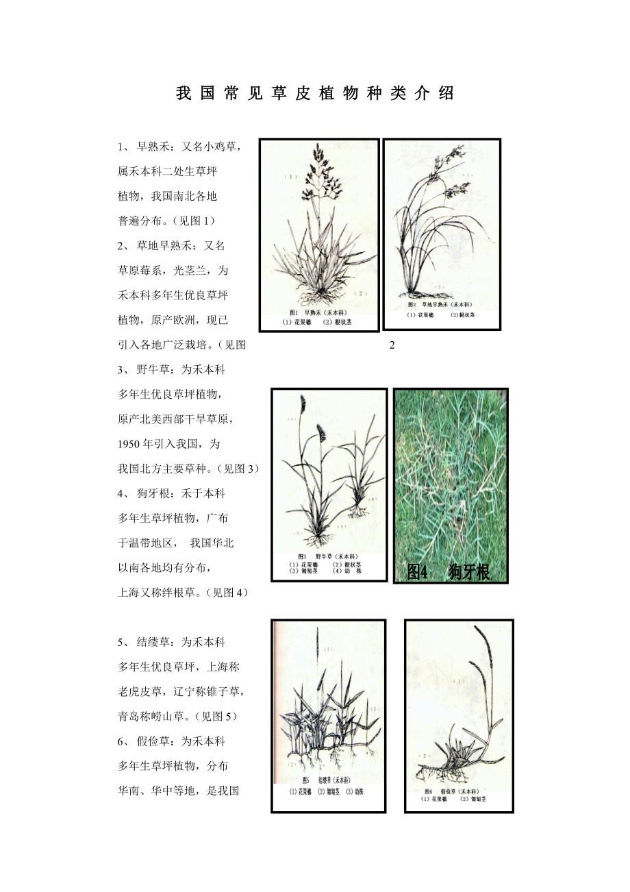 我国常见草皮植物种类介绍_第1页