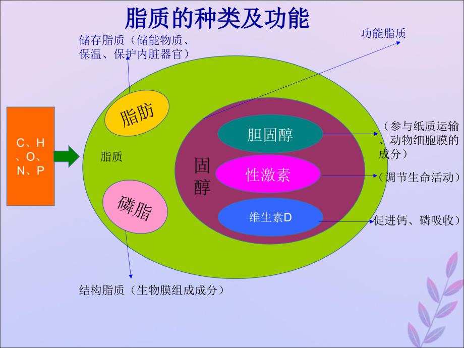 高考生物 高频考点6 糖类和脂质的种类和作用素材_第3页