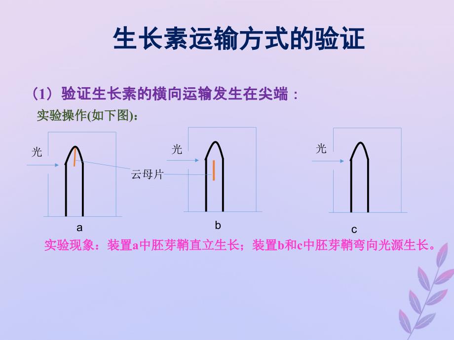 高考生物 高频考点34 生长素运输方式的验证素材_第1页