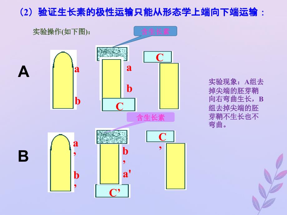 高考生物 高频考点34 生长素运输方式的验证素材_第2页