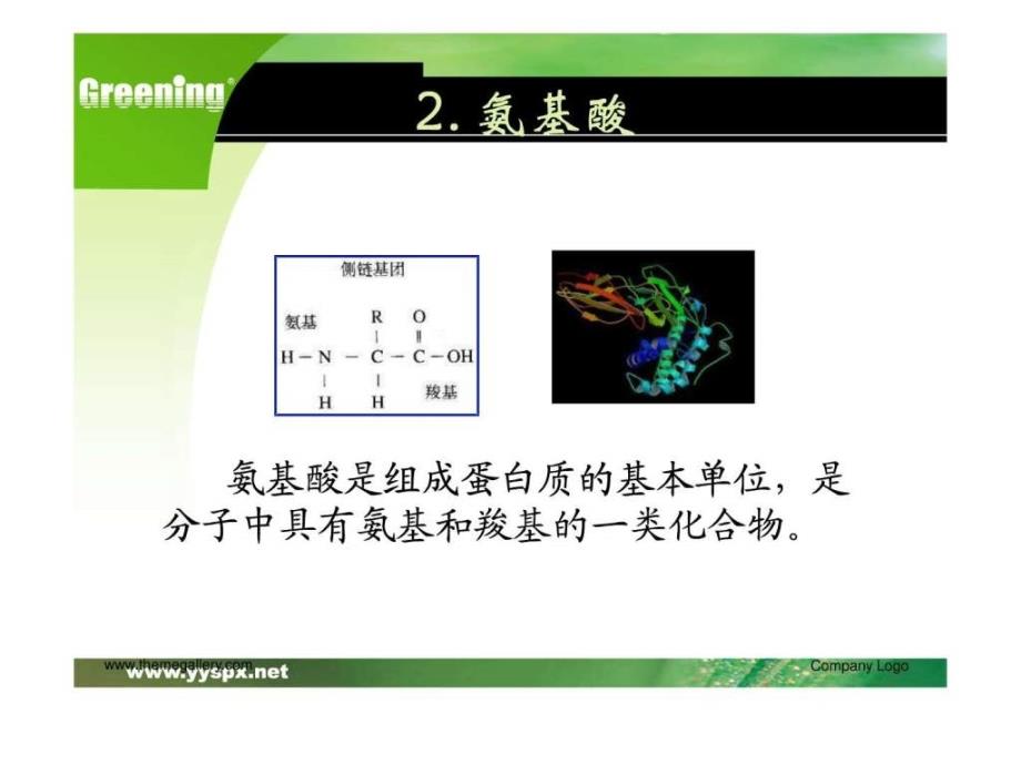 (基)蛋白质-冯竞楠_第4页