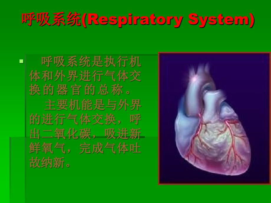 呼吸系统(respiratory system)ppt课件_第1页