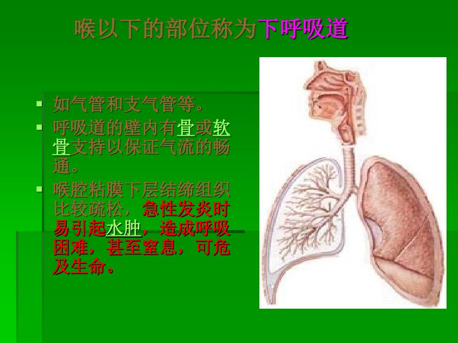 呼吸系统(respiratory system)ppt课件_第4页