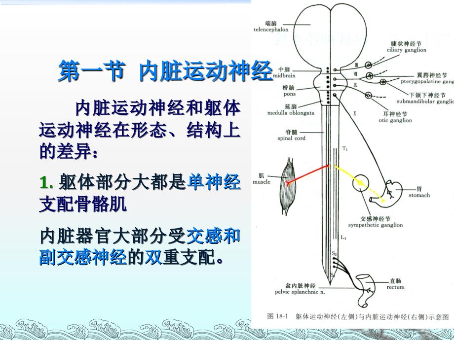 第十五章 自主神经系统ppt课件_第3页