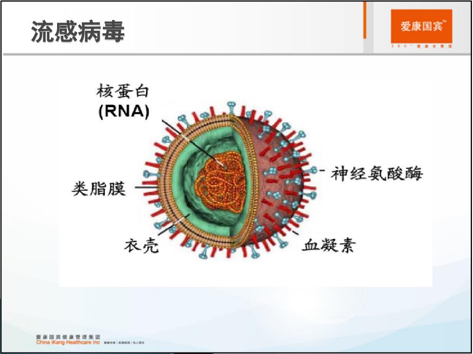 人感染h7n9禽流感诊ppt课件_第4页