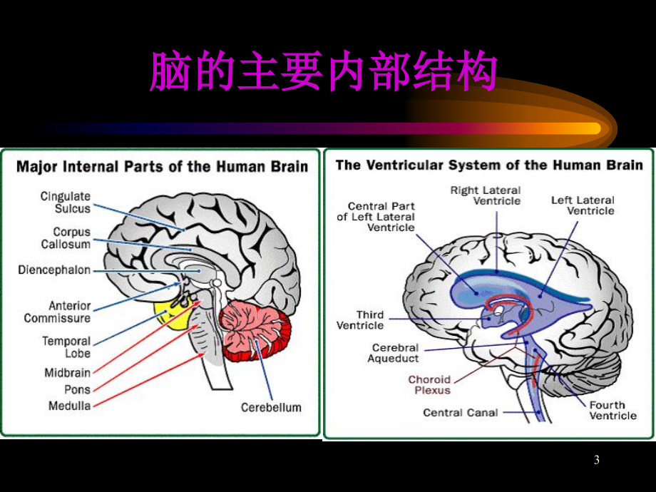 神经系统核医学显像ppt课件_第3页