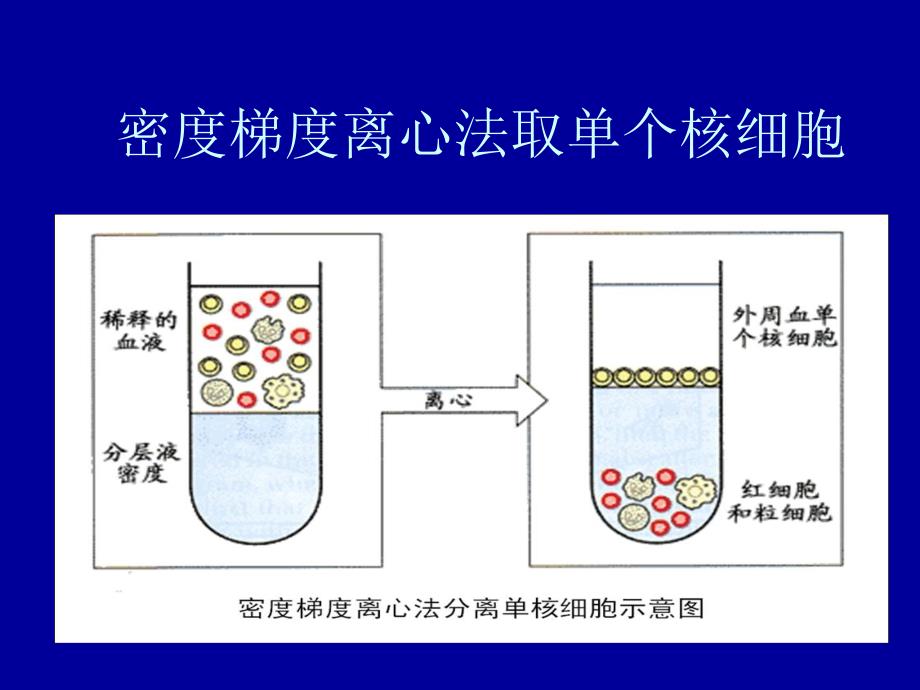 密度梯度离心法取单个核细胞具体方法_第1页