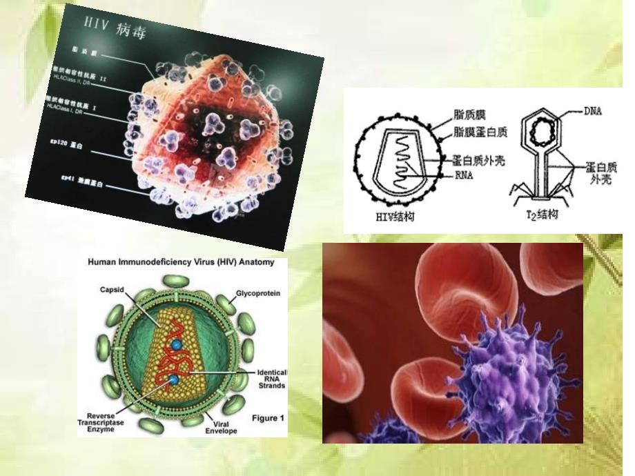 aids艾滋病简介ppt课件_第3页