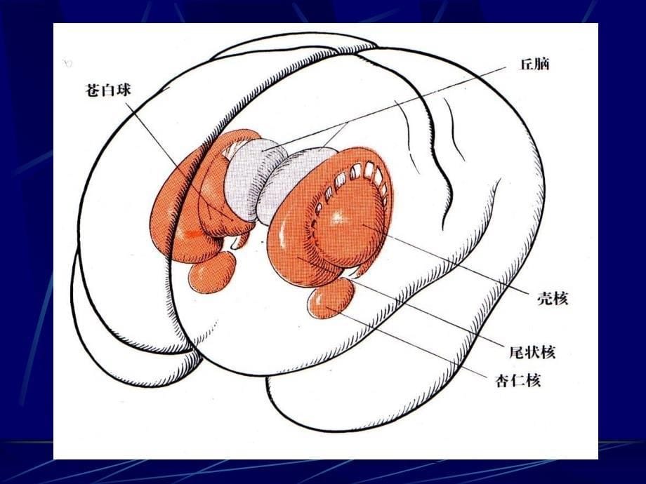 《pd帕金森病》ppt课件_第5页