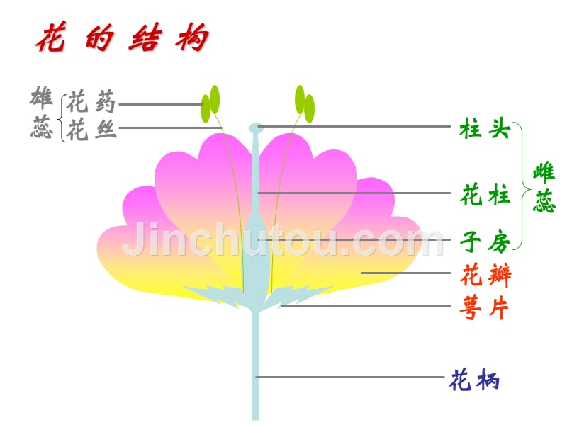 《第二节植物的有性生殖》课件_第2页