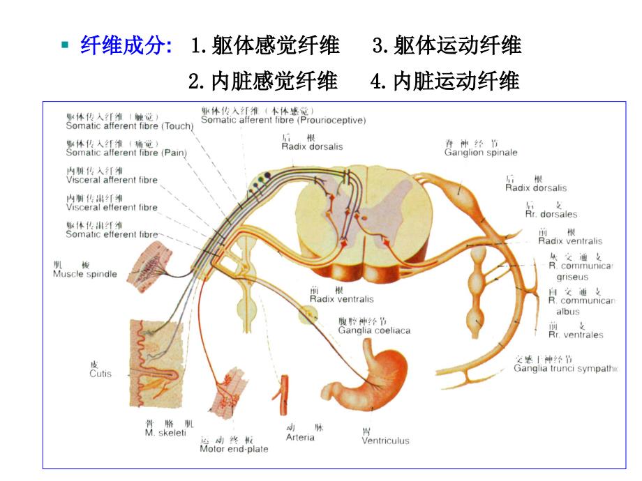 31对脊神经走形与支配PPT医学课件_第3页