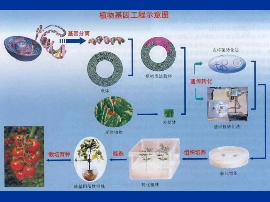 植物花卉生物 分子育种_第5页