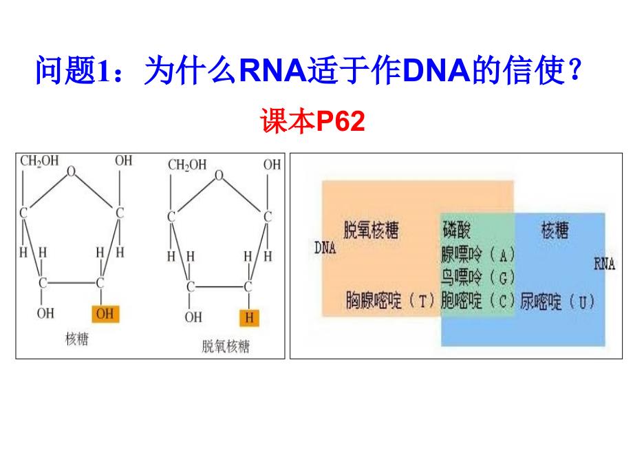 《转录和翻译》ppt课件_第4页