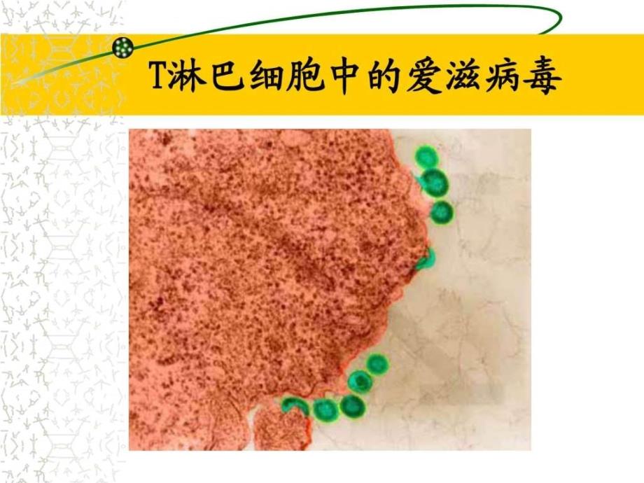 《抗病毒药物课件》ppt课件_第4页