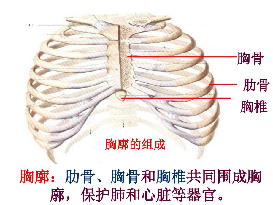 发生在肺内的气体交换课件(共29张ppt_第2页