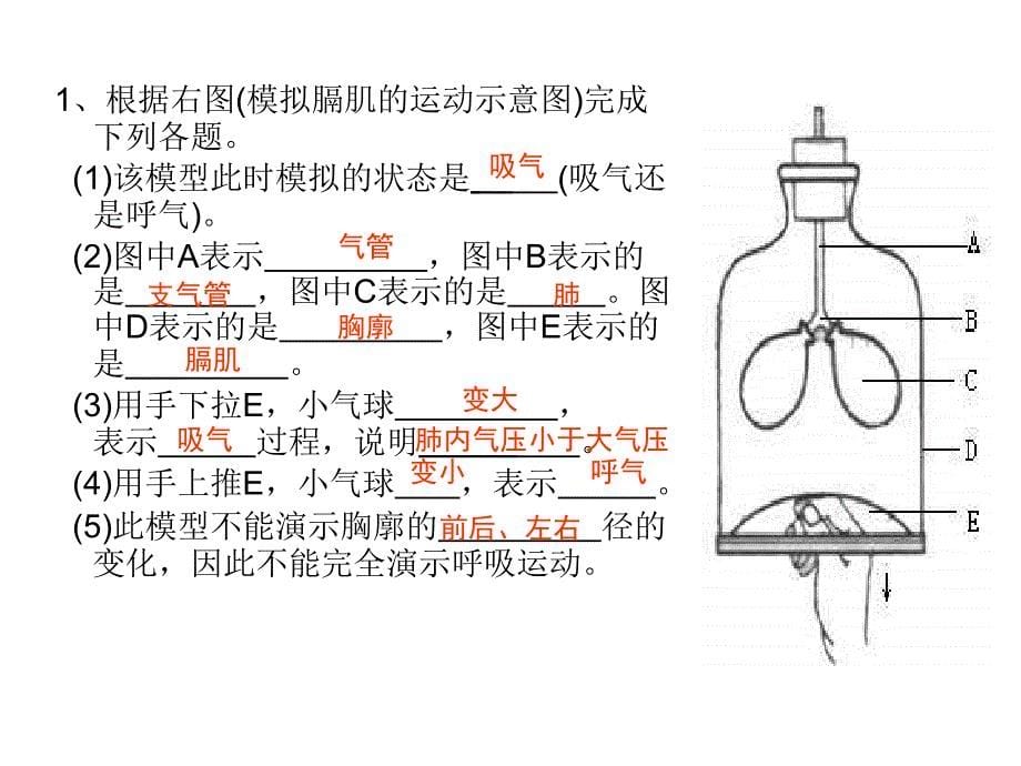 发生在肺内的气体交换课件(共29张ppt_第5页
