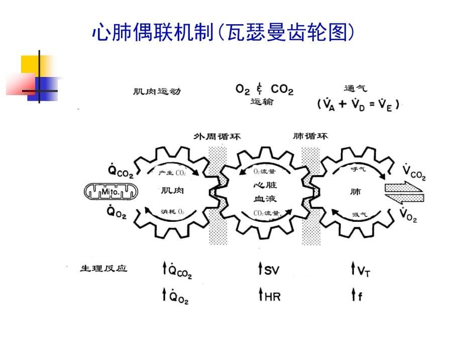 常见症状的规范诊疗之六：浅谈心脏康复ppt课件_第5页