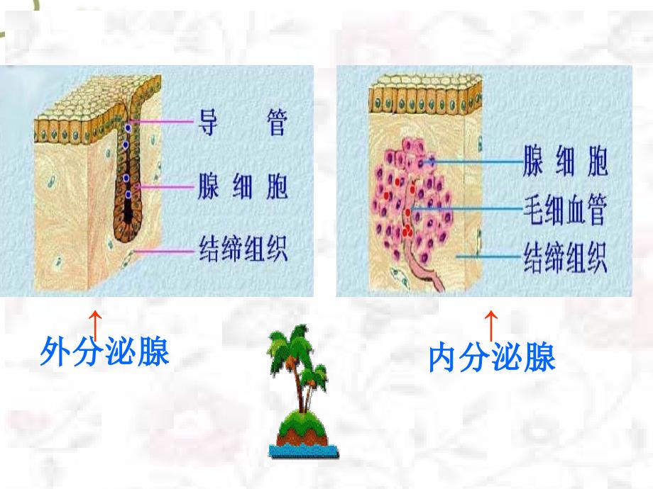 七级下册生物第五章第一节ppt课件_第4页