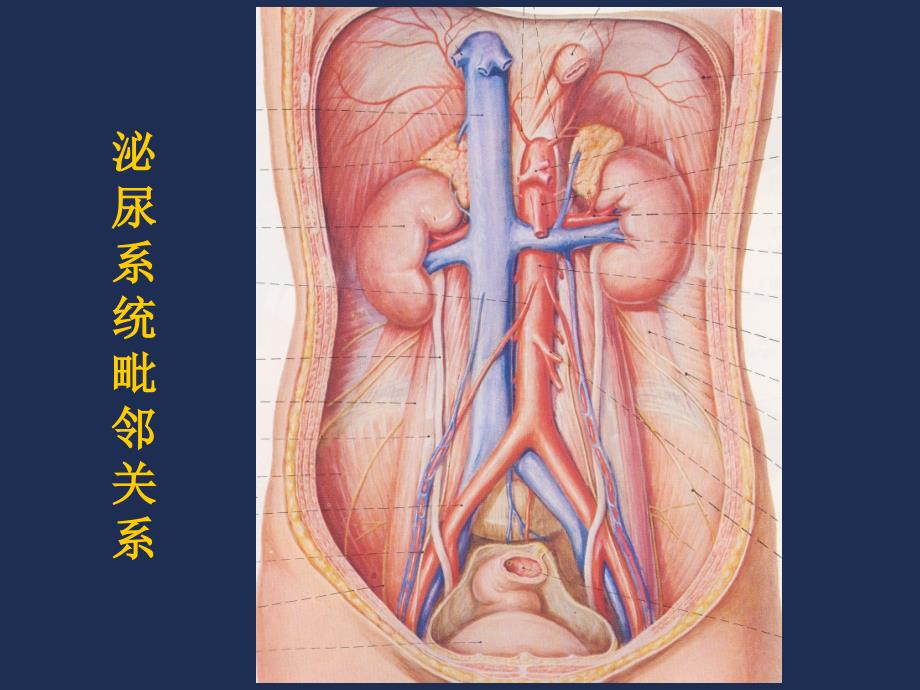 泌尿系统影像表现及常见疾病的影像诊断ppt课件_第2页