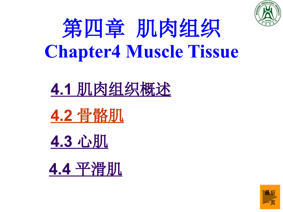 肌肉组织ppt课件_第1页
