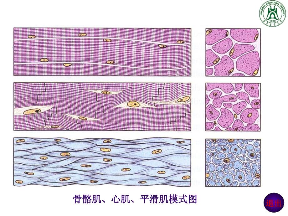 肌肉组织ppt课件_第4页