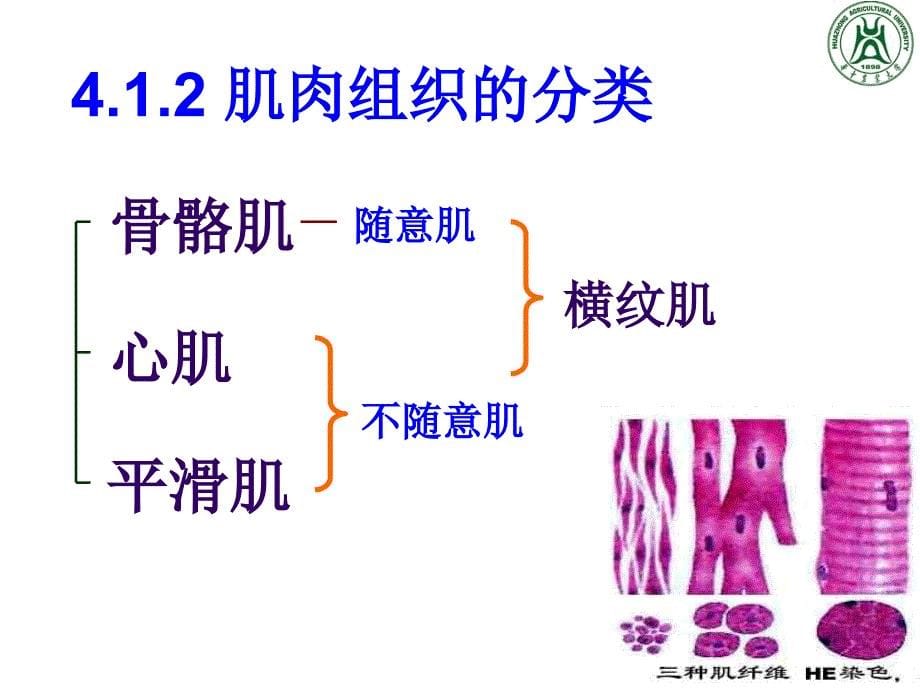 肌肉组织ppt课件_第5页