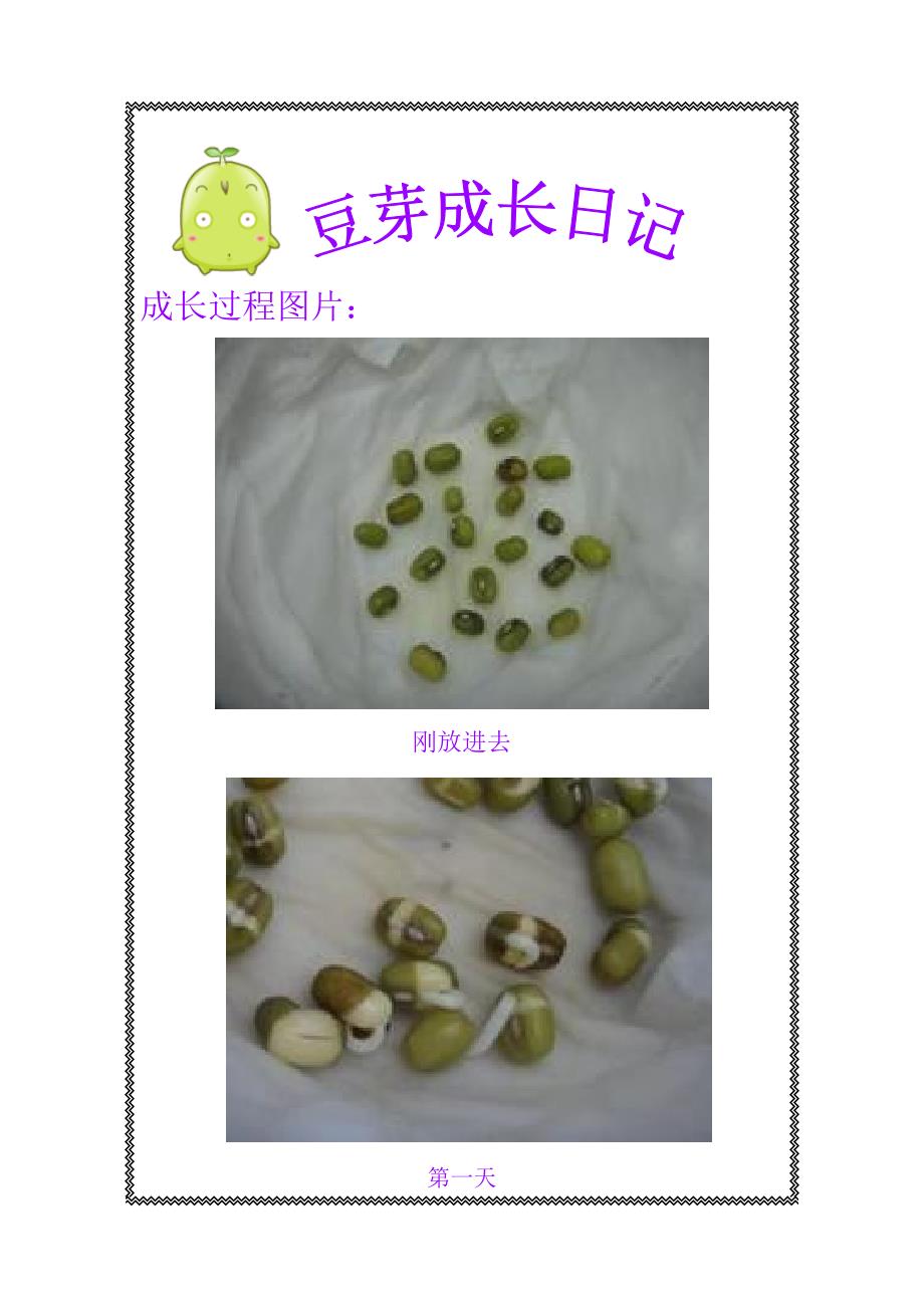 豆芽成长过程兰嘉欣_第1页