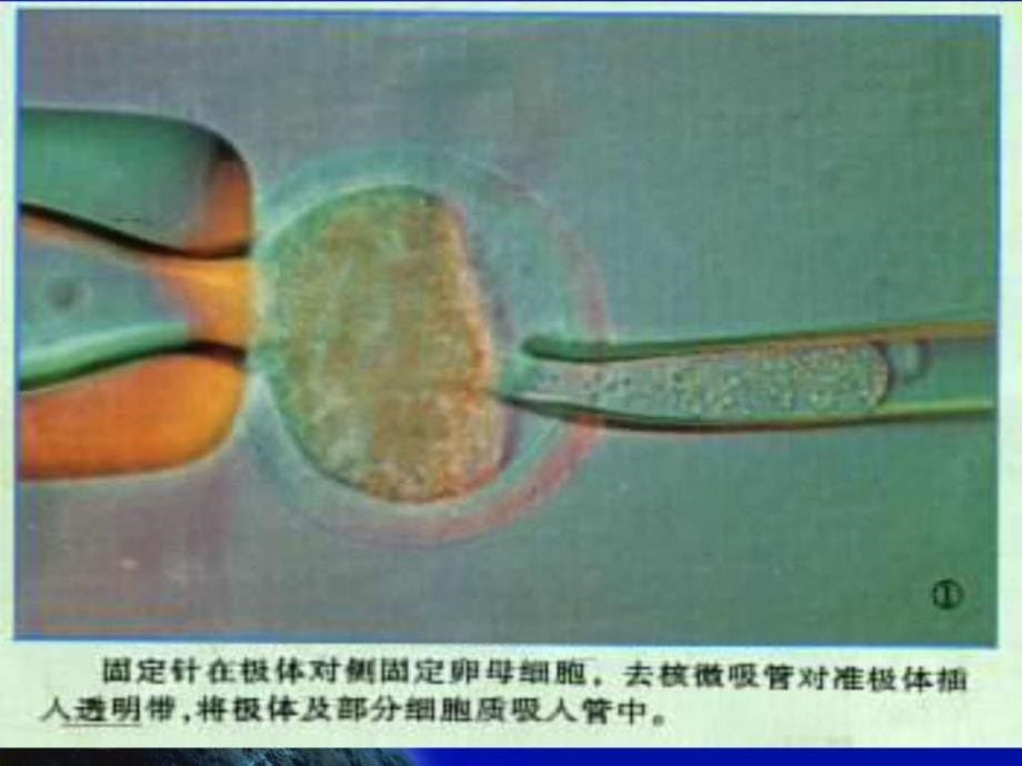 家畜繁殖技术08动物克隆_第5页