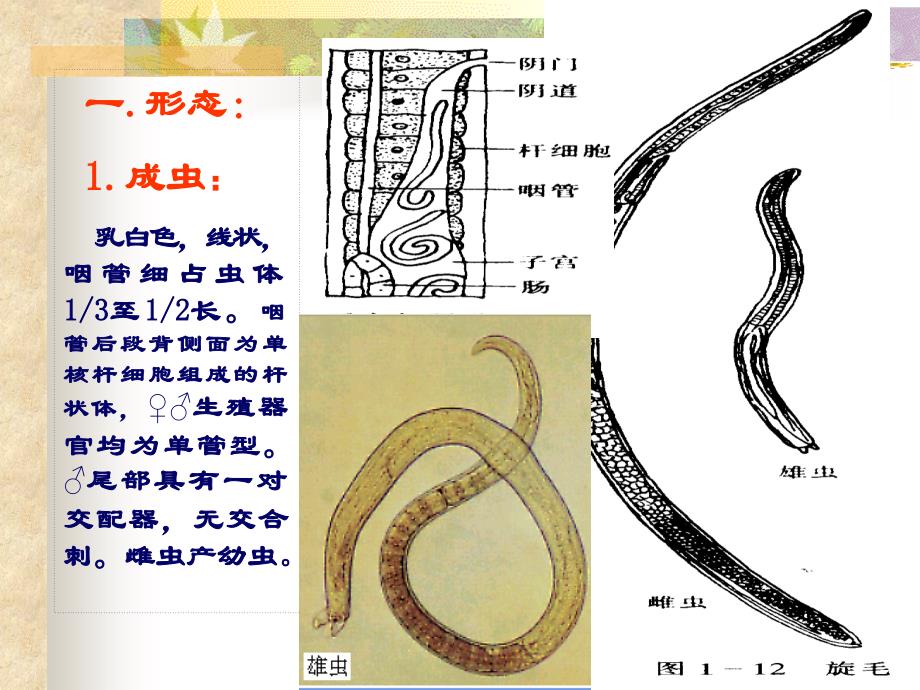 《旋毛虫》ppt课件_第2页