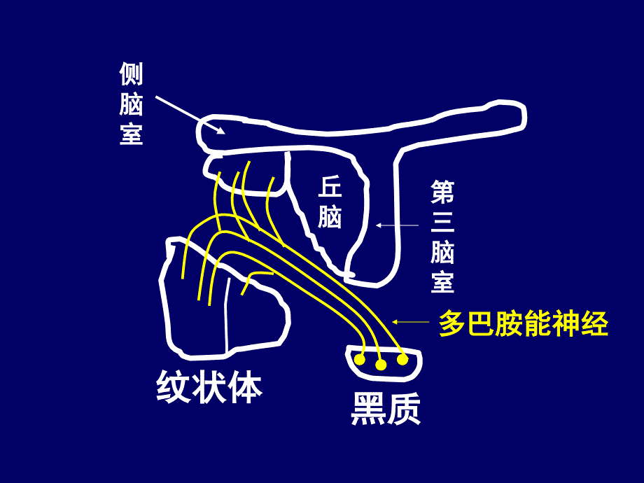 抗帕金森病药物ppt课件_第4页