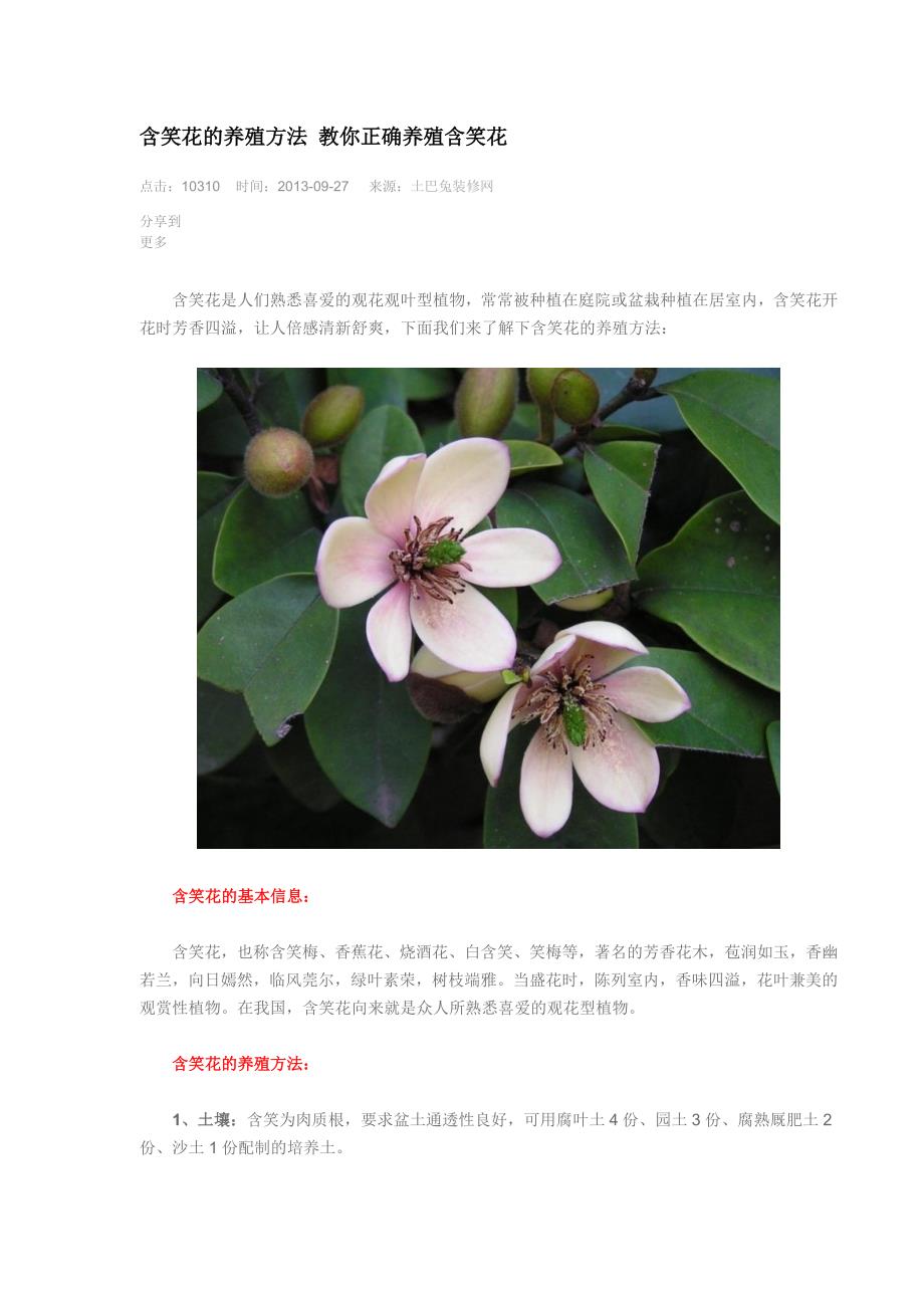 含笑花的养殖方法教你正确养殖含笑花_第1页