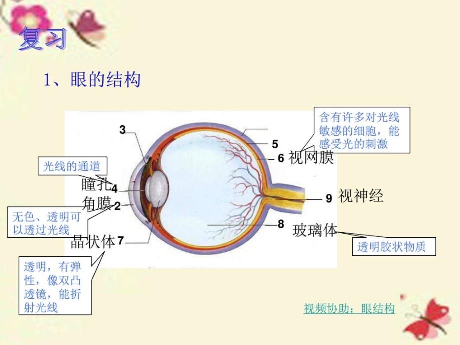 华师大版科学八下2.4《眼的成像原理视力的矫正》ppt课_第1页