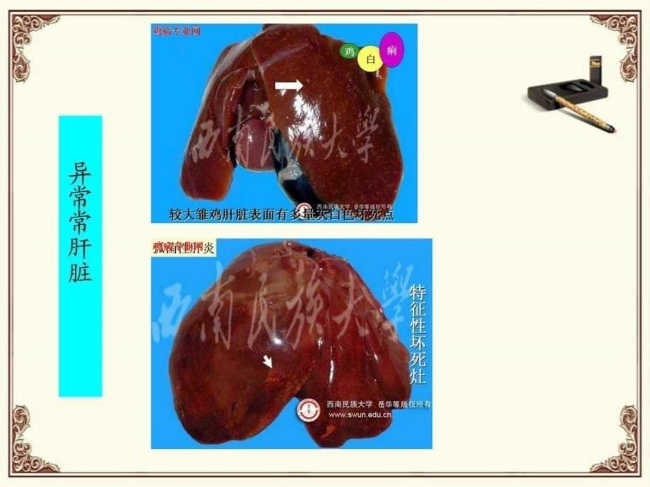 家禽肝肾疾病现状及应对策略_第5页