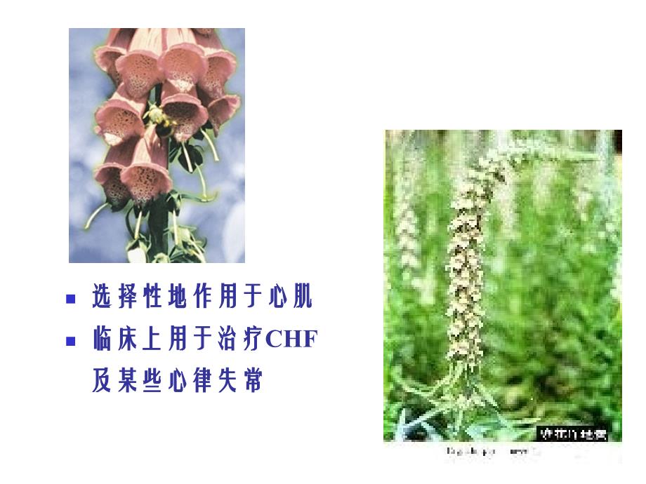 药理学之心力衰竭药物副本ppt课件_第3页