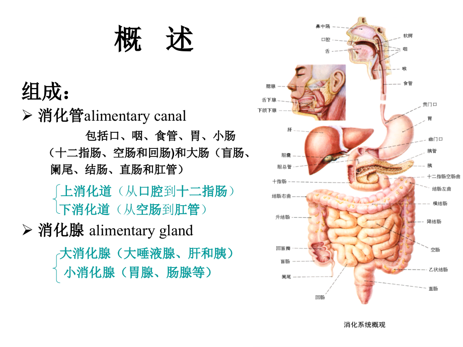 医药代表学术-消化系统医学基础ppt课件_第2页