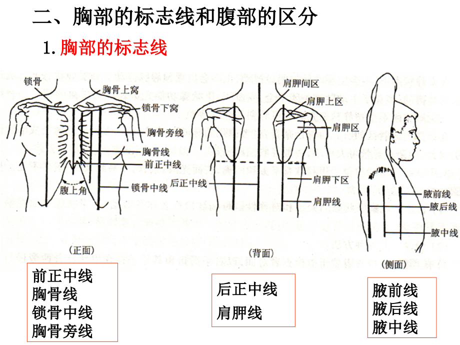 医药代表学术-消化系统医学基础ppt课件_第3页