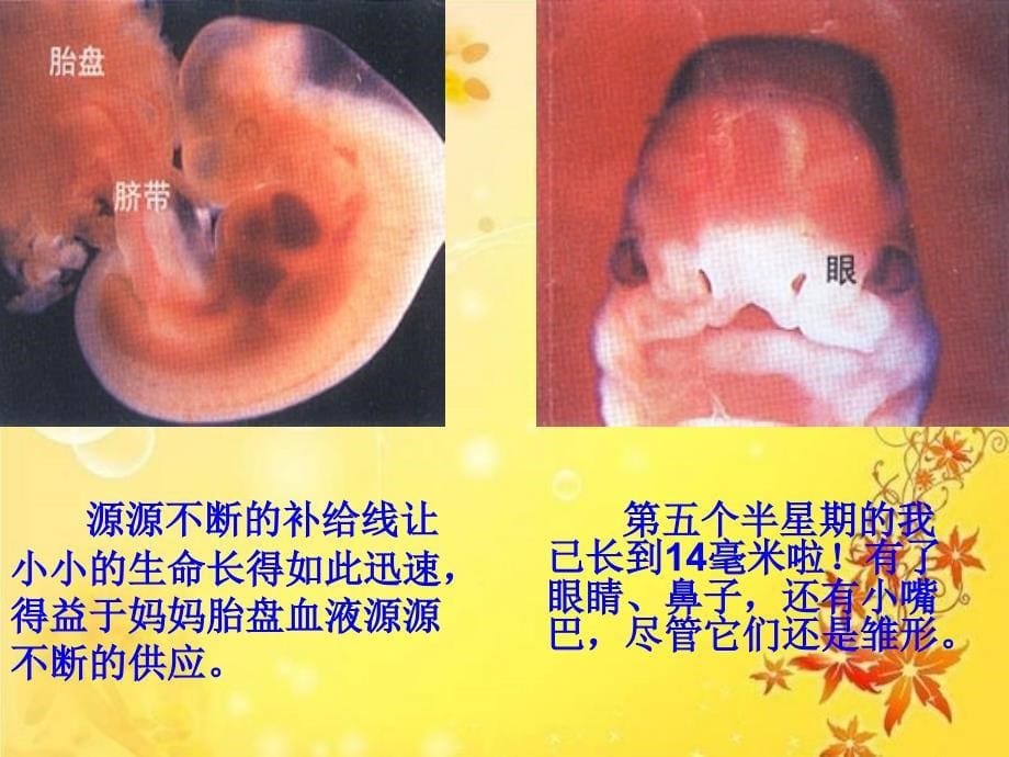 苏教版五年级科学下册3.3《我是怎样出生的》课件_第5页