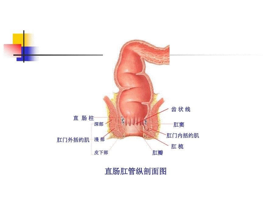 结肠、直肠肛管疾病ppt课件_第5页