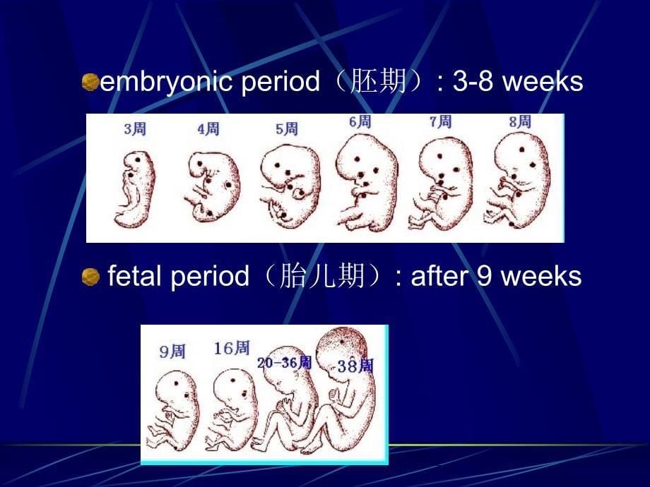 人胚胎早期发生ppt课件_第5页