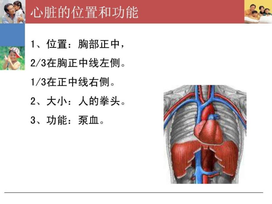 《心脏的基础知识》ppt课件_第2页