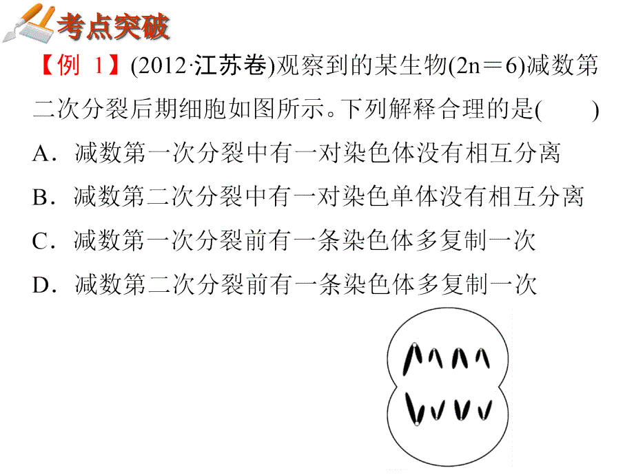 专题3小专题6细胞的增殖、分化、衰老和凋亡_第4页